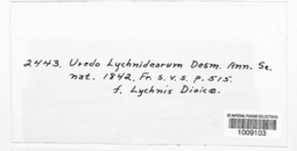 Uredo lychnidearum image